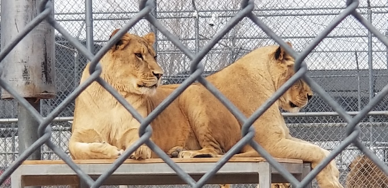 Lion Habitat Ranch